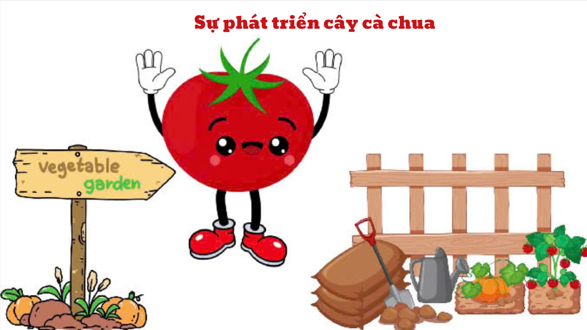 Video AI_Sự phát triển cây cà chua